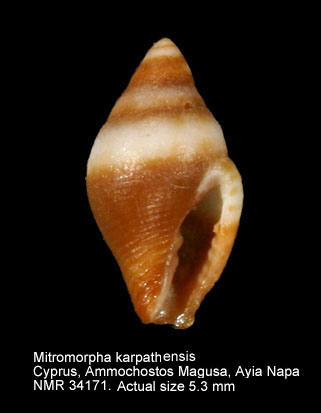 Mitromorpha karpathensis (11).jpg - Mitromorpha karpathensis (Nordsieck,1969)